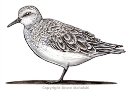 011 -  Red Necked Stint -colour picture